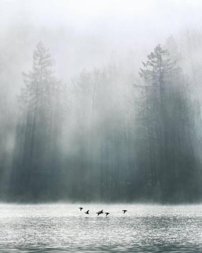 Dollerup sø fog foggy morning lake birds landscape photography trees denmark viborg 4 4-5