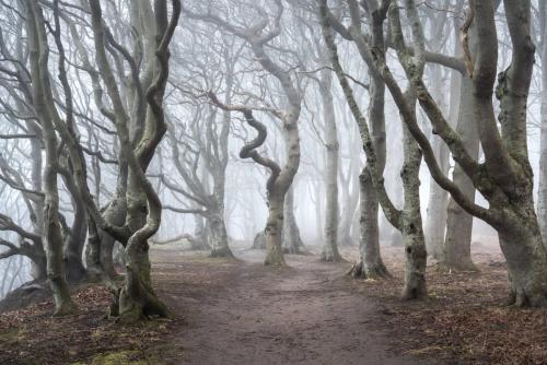 Troldeskoven Kalø Foggy fairytale woodland forest landscape photography denmark 1