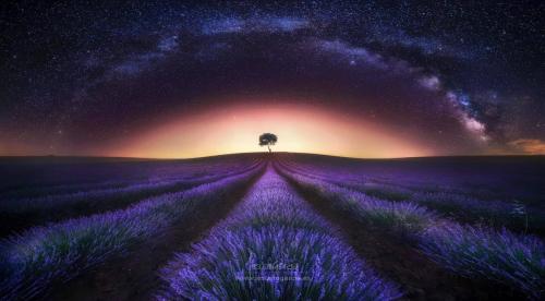 jesusmgarcia_Lavanda_v2019_2048